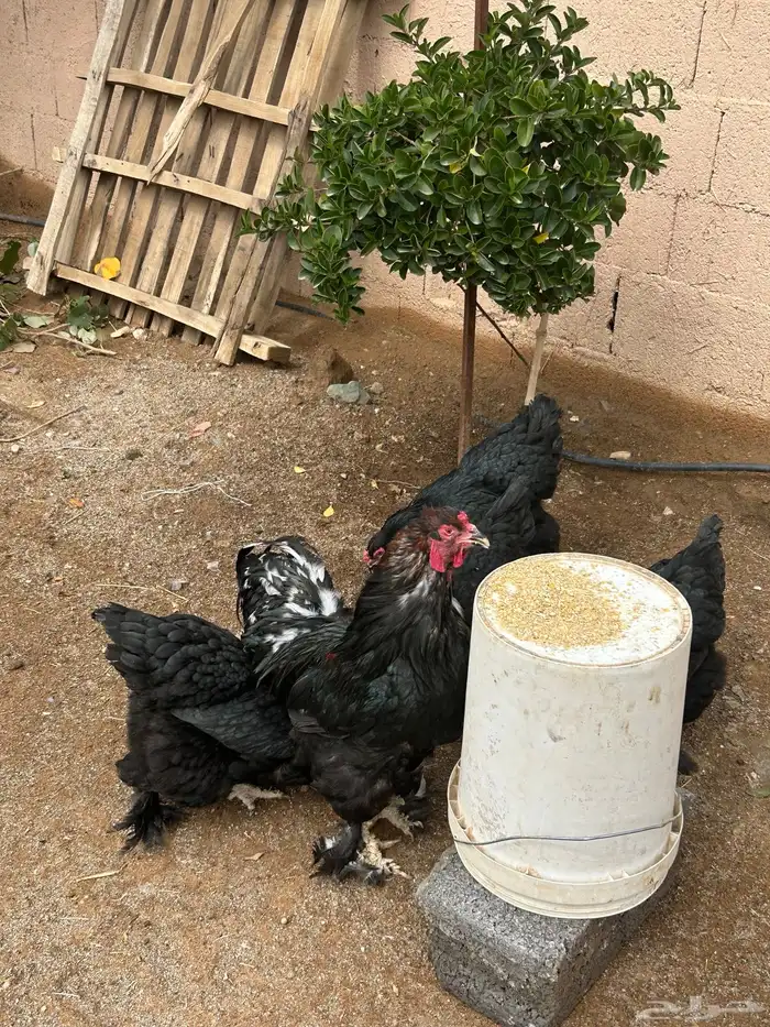 للبيع دجاج براهما 3