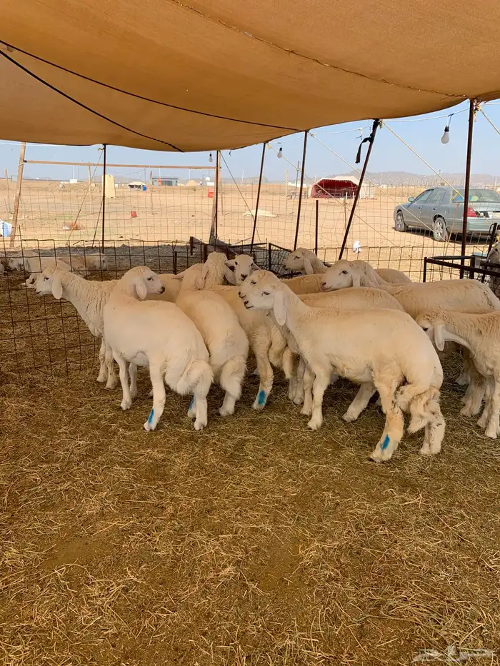 حري ذبائح مناسبات ذبايح ثلاجه يوجد صلخ و توصيل 2