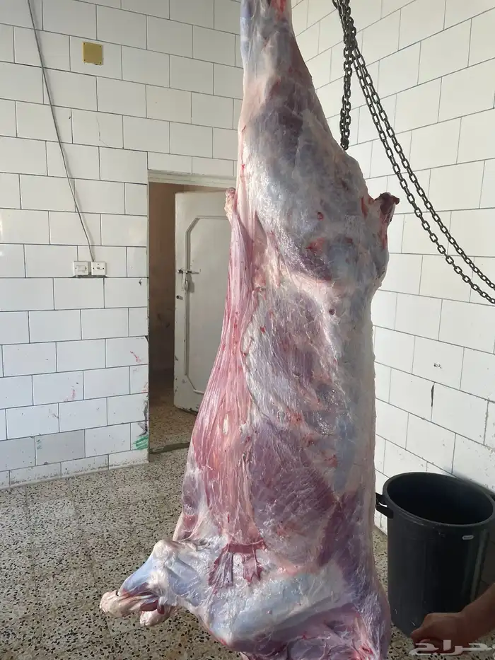 حسيل شركه بلدي شرط بلدي 8