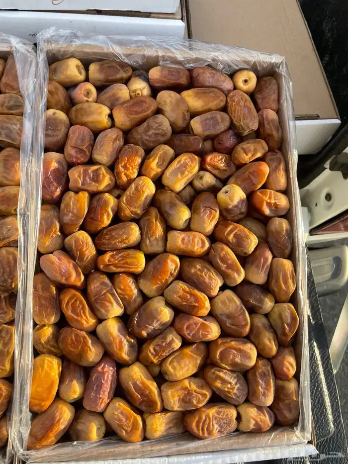 تمر مفتل 1