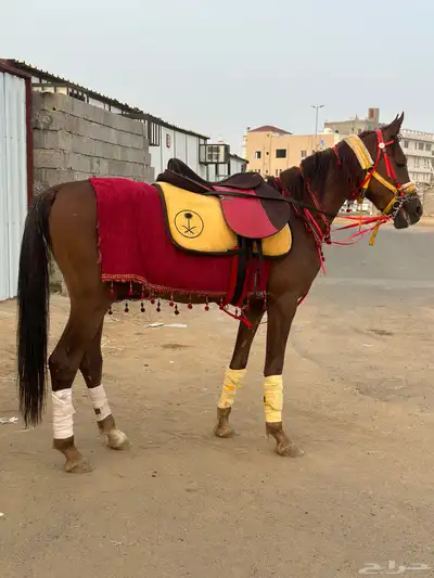 خيل للبيع 2