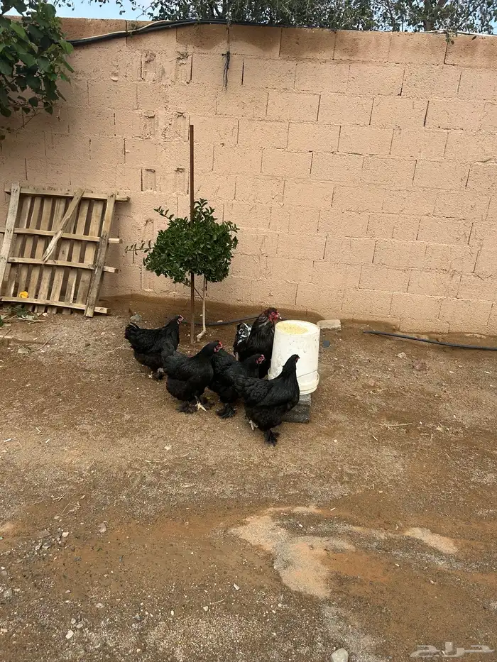 للبيع دجاج براهما 0