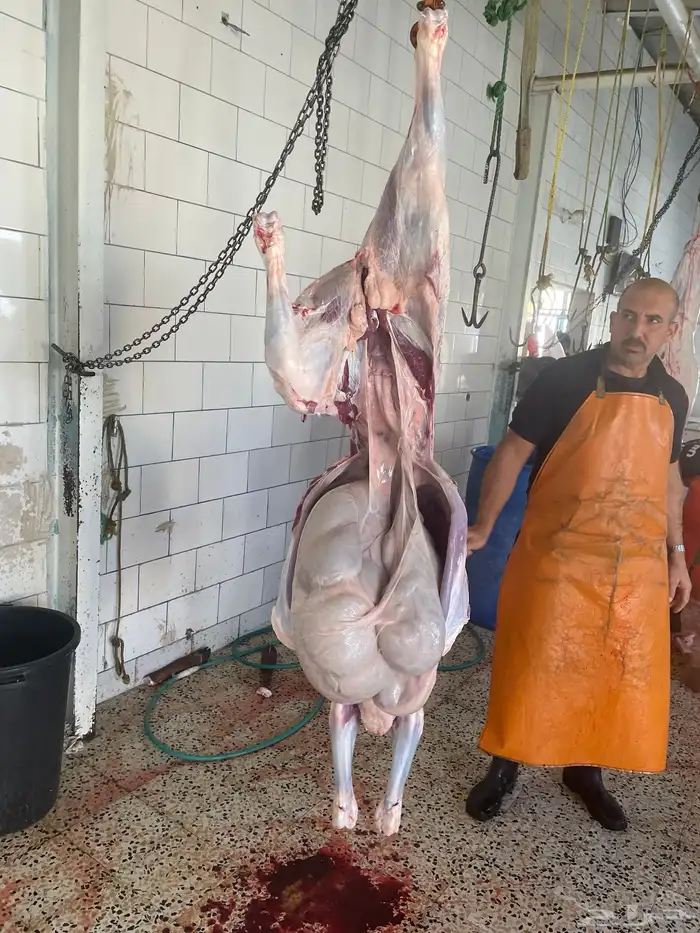 حسيل شركه بلدي شرط بلدي 11