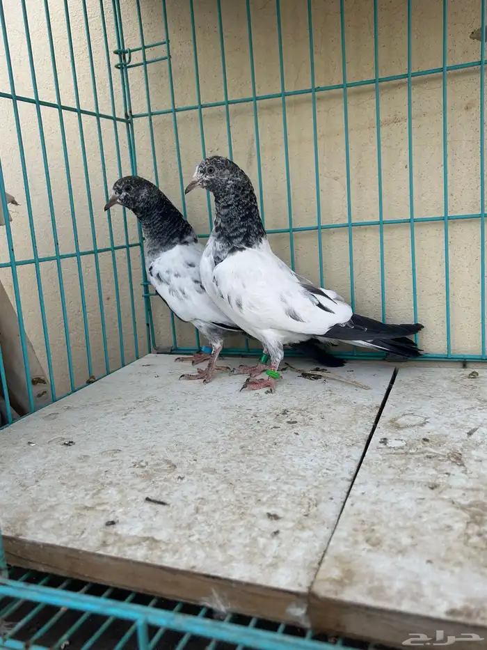 حمام باكستاني تم البيع 2