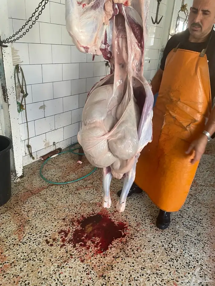 حسيل شركه بلدي شرط بلدي 10