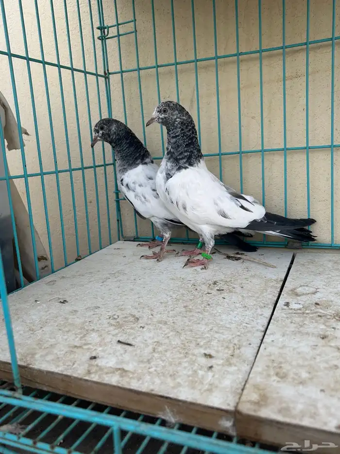 حمام باكستاني تم البيع 3