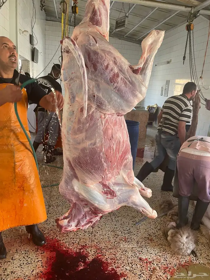 حسيل شركه بلدي شرط بلدي 7