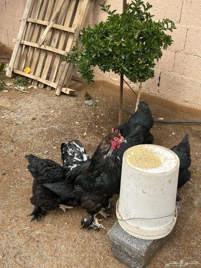 للبيع دجاج براهما 4
