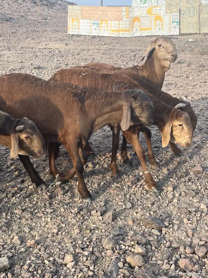 طليان سواكني مرابى نظاف ذبايح 16