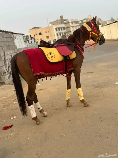 خيل للبيع 4