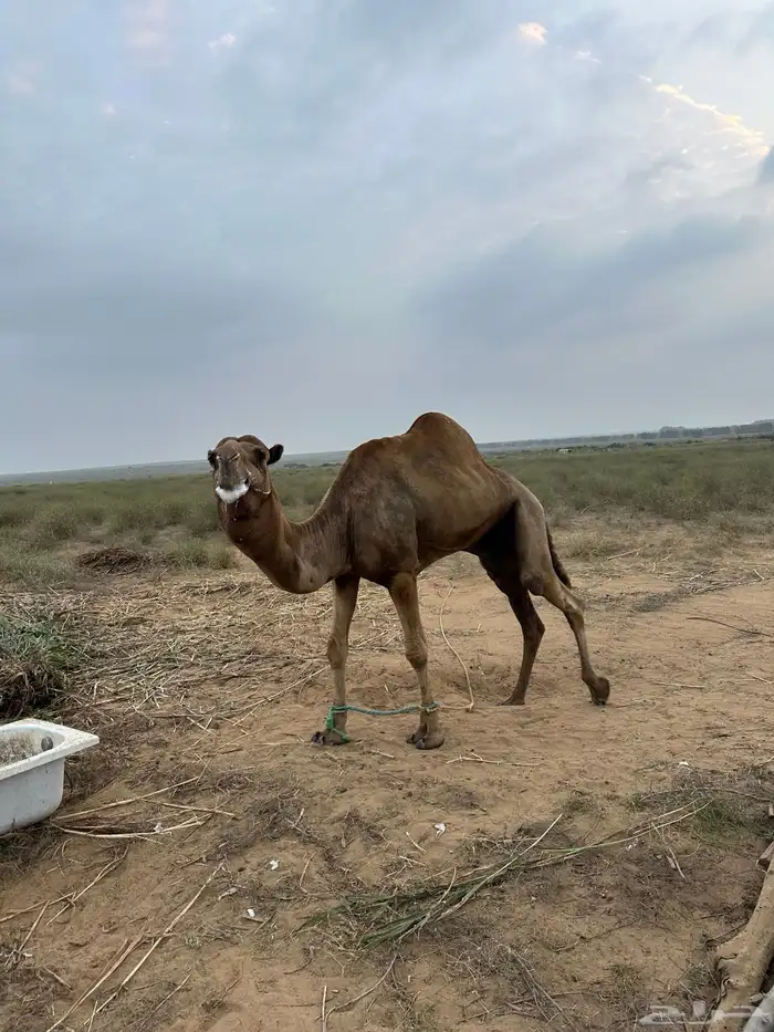فحل ابل 3