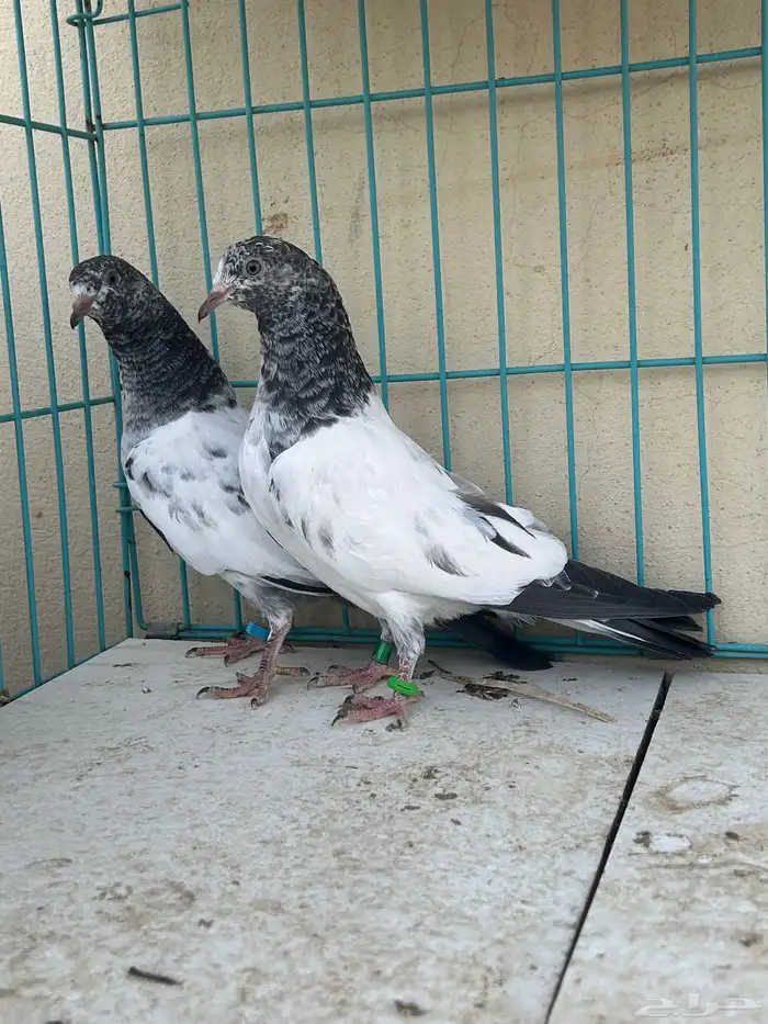 حمام باكستاني تم البيع 0