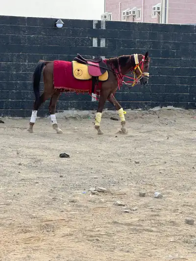 خيل للبيع 3