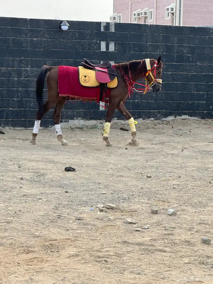 خيل للبيع 3