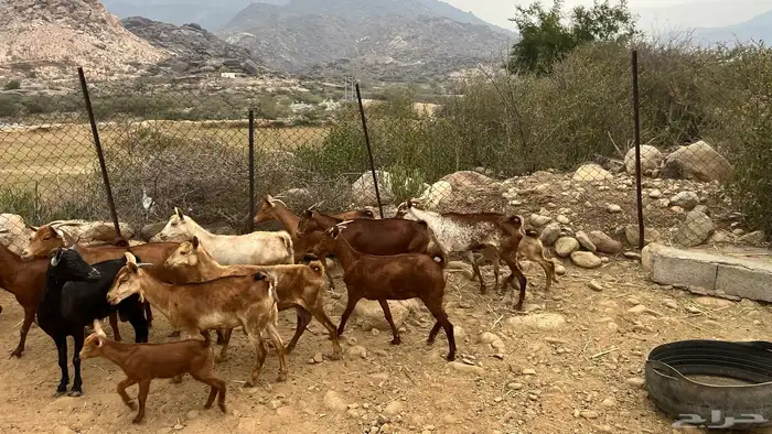 غنم مقنوي 0