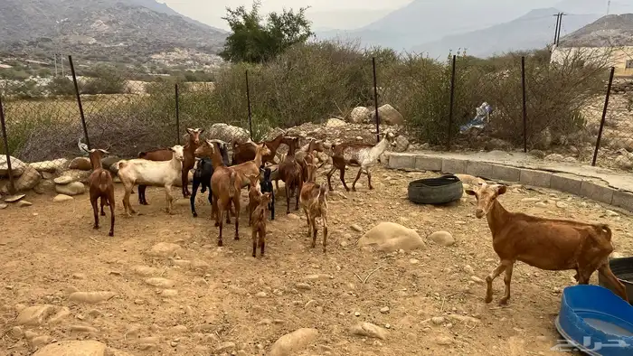 غنم مقنوي 3