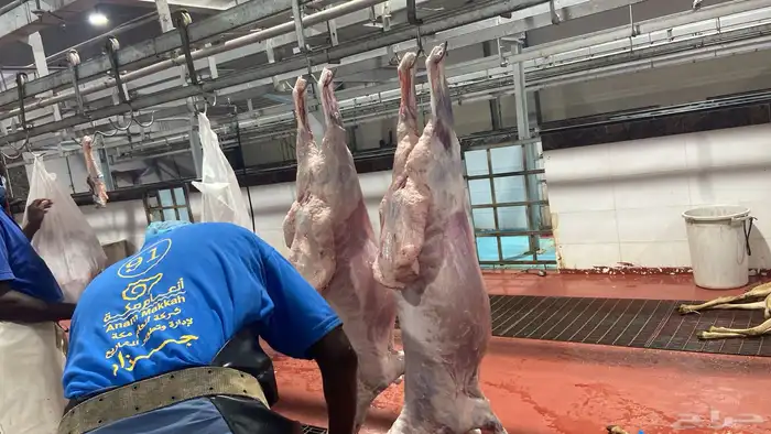 سواكني تربيه من المزرعه لباب بيتك 4