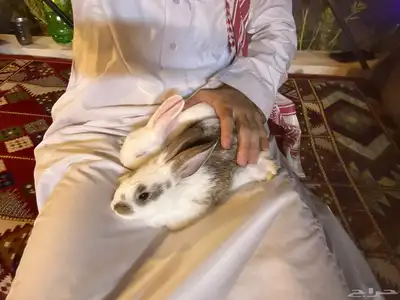 أرانب صغيرة نظيفة وكيوت لعوبة اللي يبغى الزين يلحق عليه 4