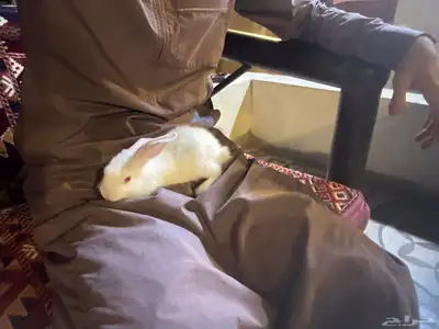 أرانب صغيرة نظيفة وكيوت لعوبة اللي يبغى الزين يلحق عليه 2
