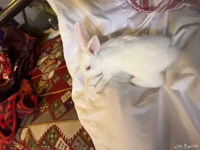 أرانب صغيرة نظيفة وكيوت لعوبة اللي يبغى الزين يلحق عليه 3