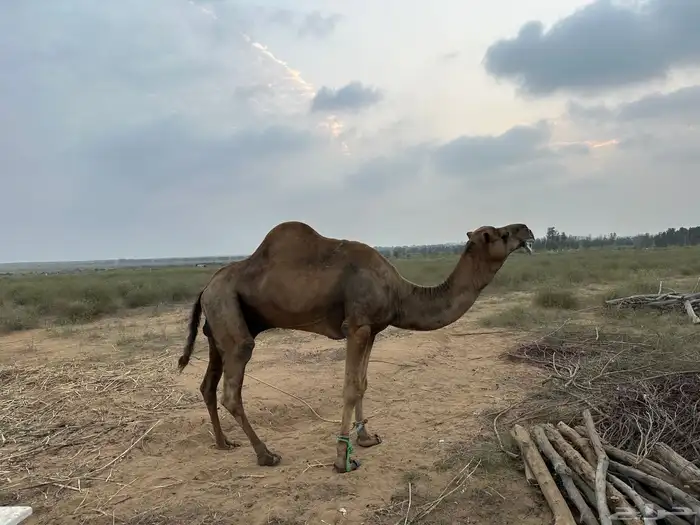 فحل ابل 1