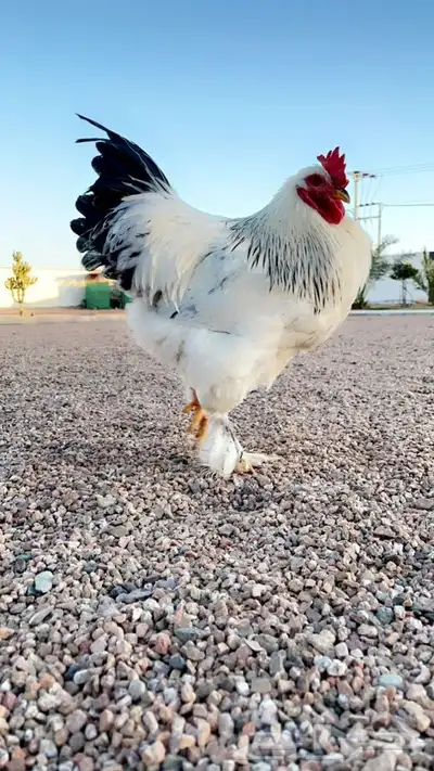 دجاج 6