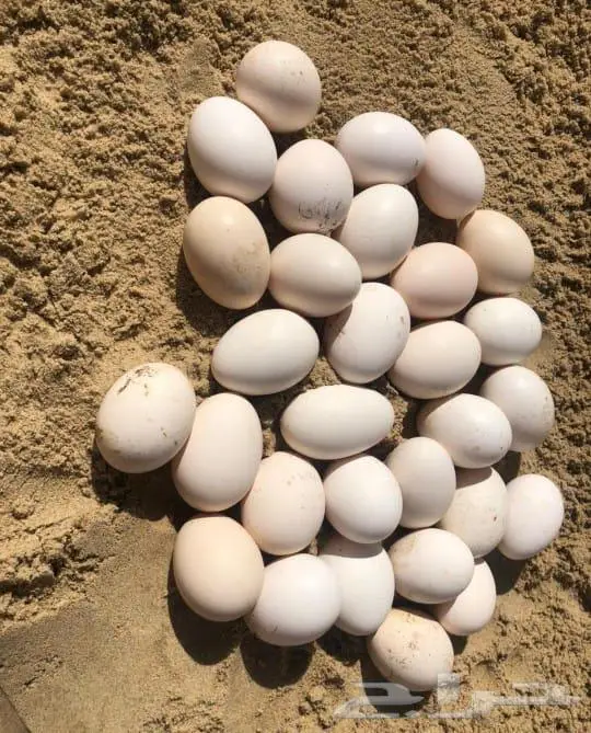 بيض بلدي طازج 2