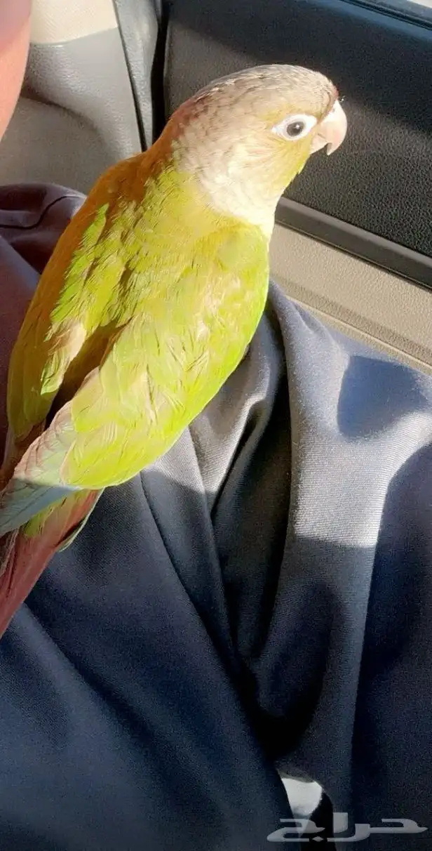 طير مفقود   اسمه حسن في حي السلام والروابي 0
