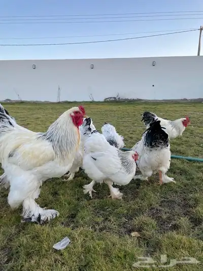 دجاج 3