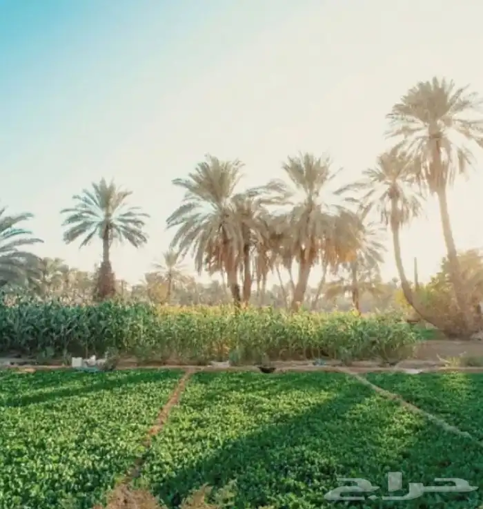 مطلوب مزرعه داخل حد الحرم بالمدينه المنوره 0