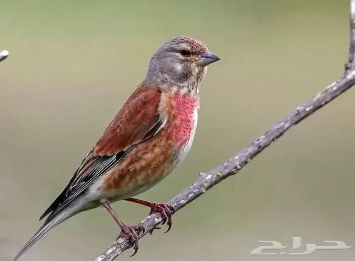 جوز حسون تفاحي جاهز للإنتاج 0