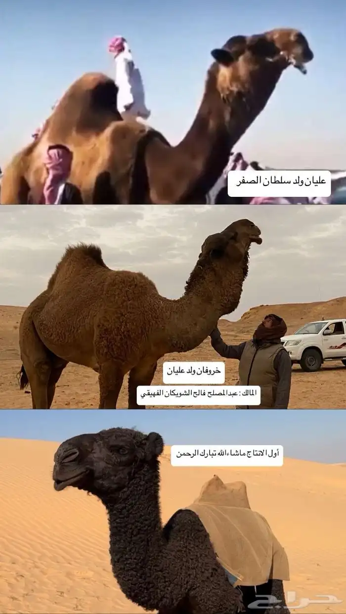 للبيع قعود اول انتاج جملنا 2