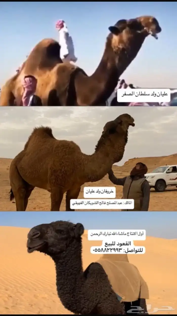 للبيع قعود اول انتاج جملنا 1