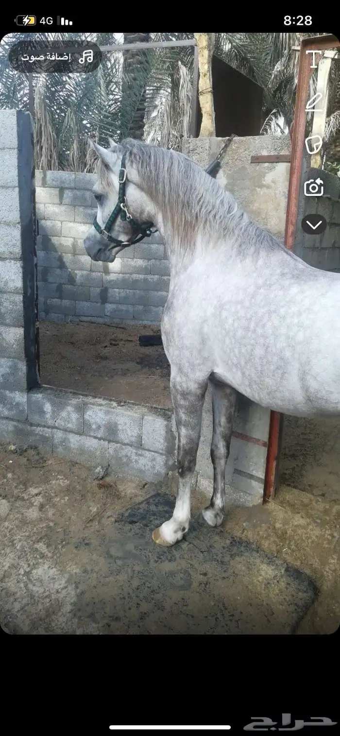 حصان مصري بيور 12