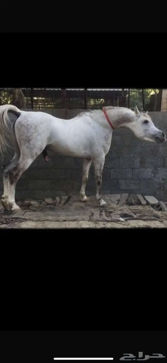 حصان مصري بيور 10