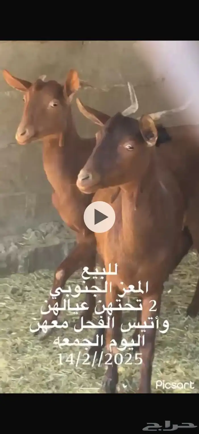 للبيع المعز الجنوبيات تحتهن ثنين والفحل معهن الموقع غطي 1