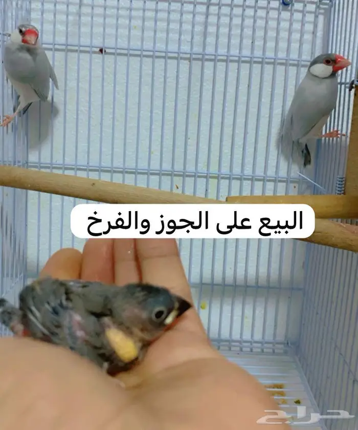 جوز جاوا سلفر منتج تم البيع 0