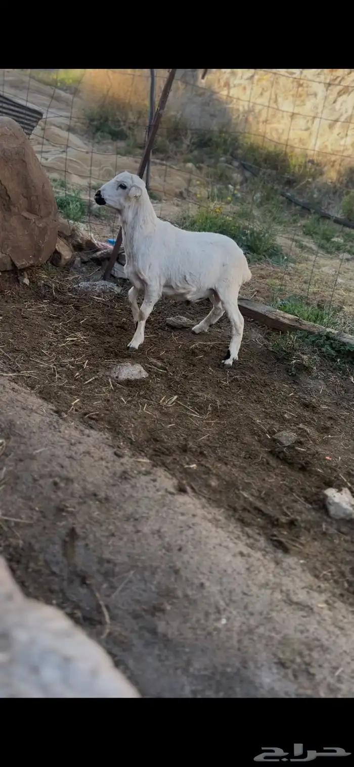 طلي حري طيب وشحم يضحي 3