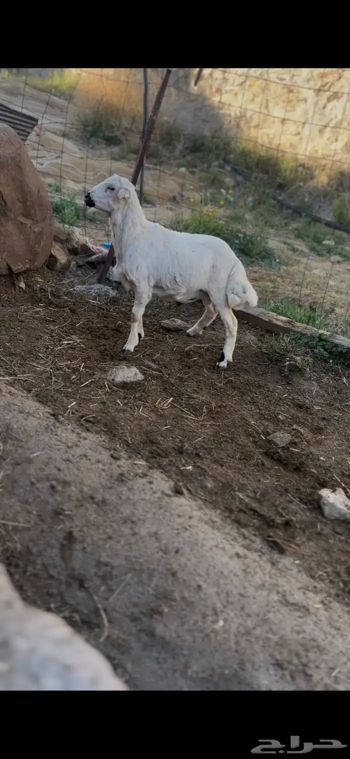 طلي حري طيب وشحم يضحي 0