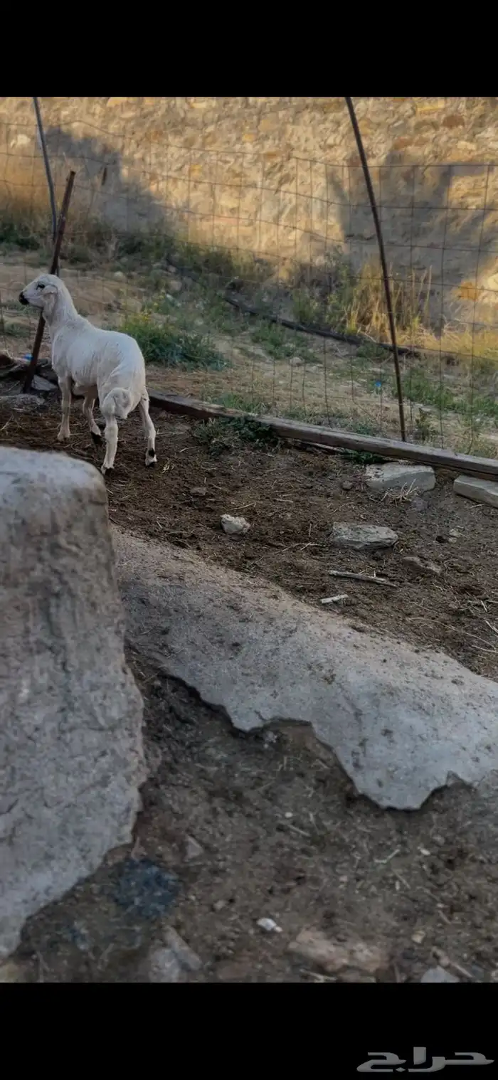 طلي حري طيب وشحم يضحي 1