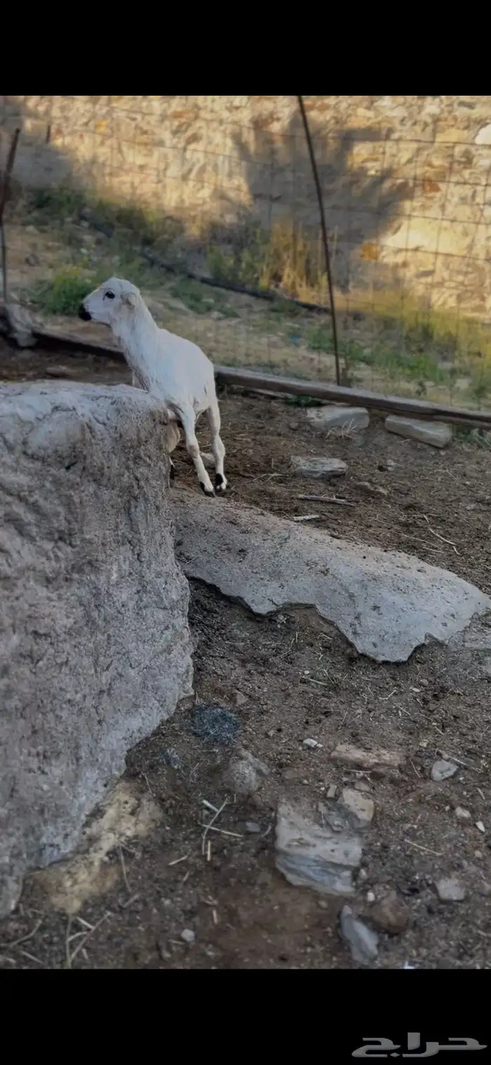 طلي حري طيب وشحم يضحي 2