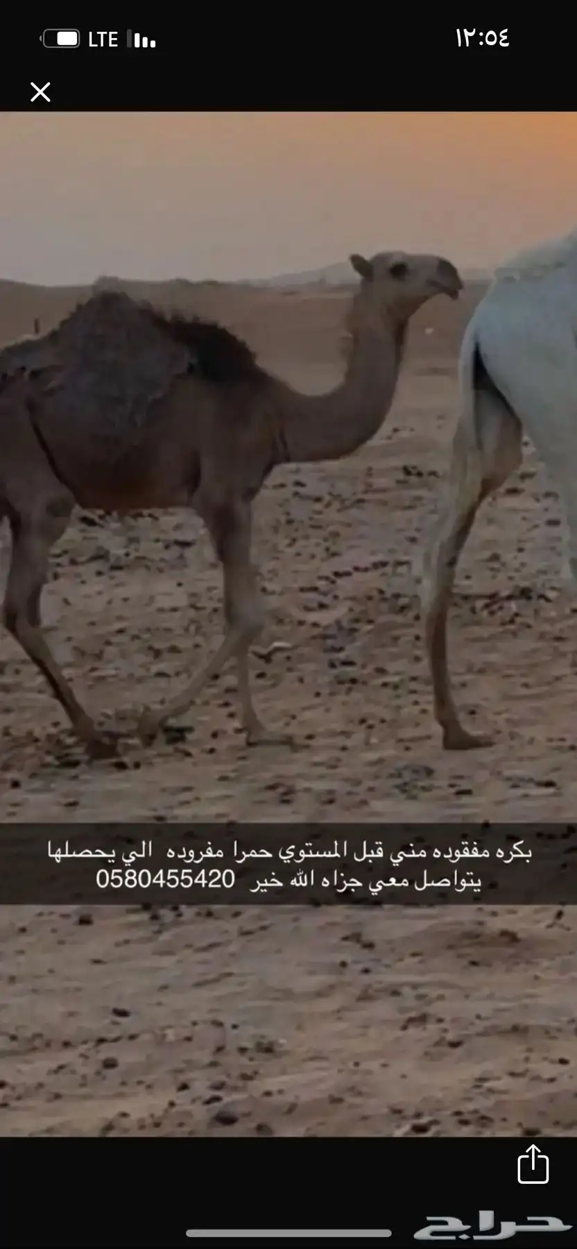 بكره مفقوده مني 0