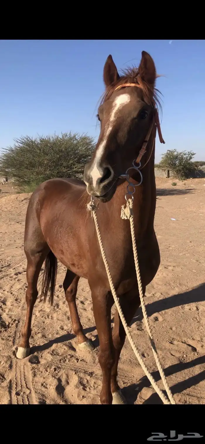 حصان شعبي 2