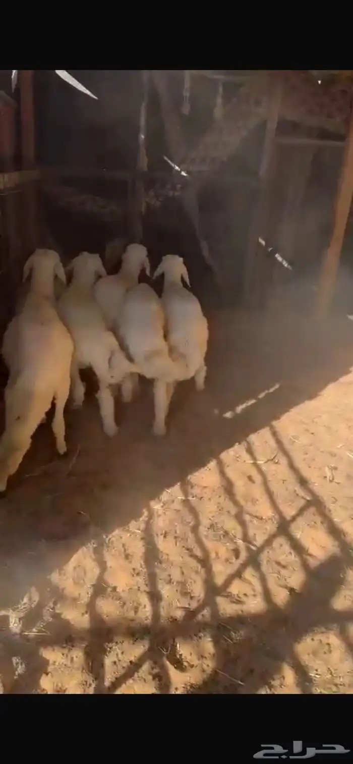 حري لباني عمره ثلاثه شهور مع الصلخ والتوصيل 0