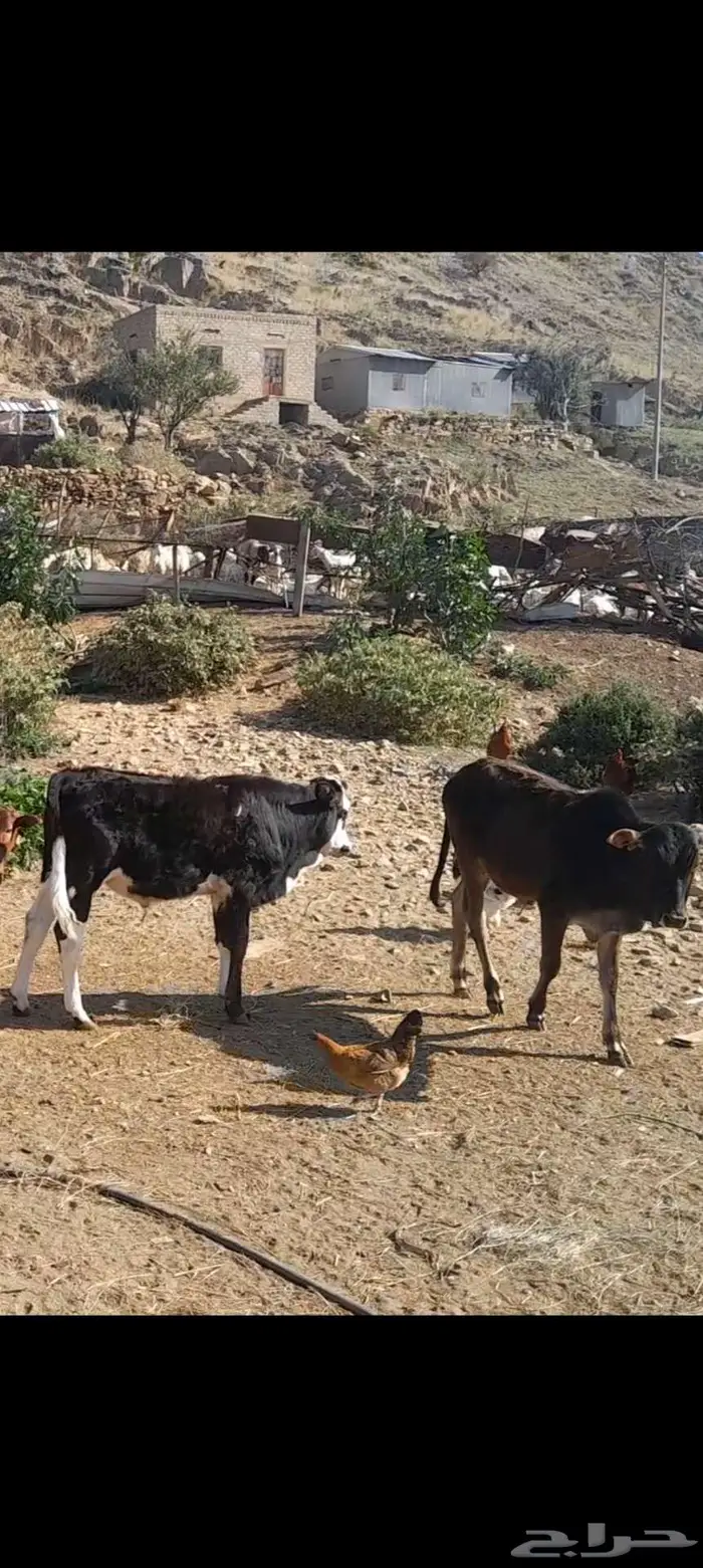 حسلان مرعى ماتعرف الضرمة 0