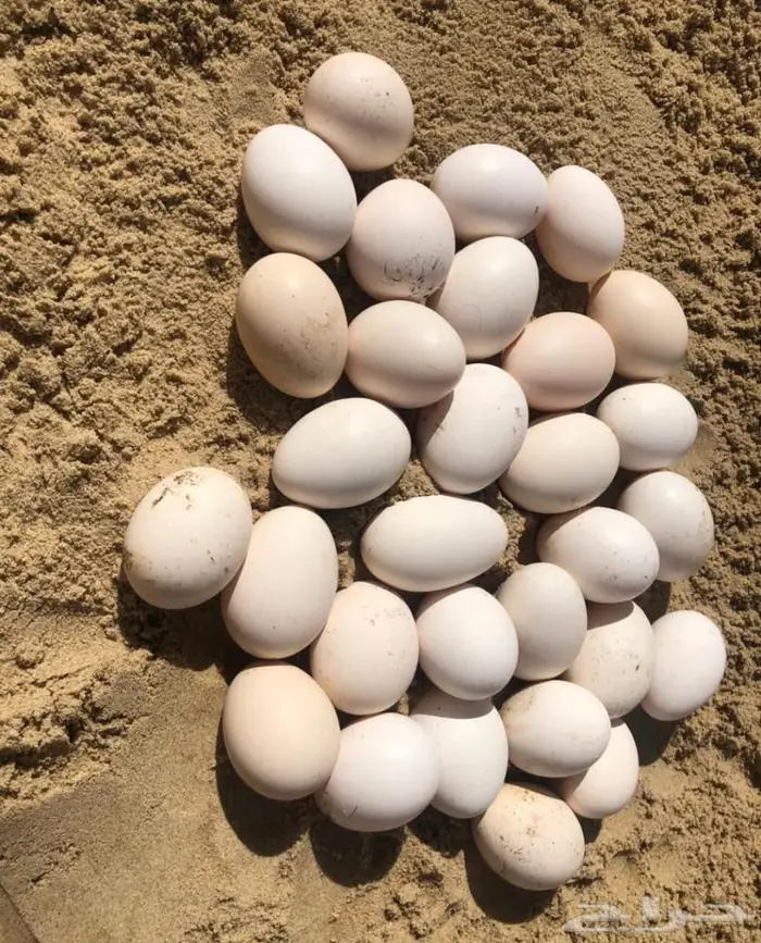 بيض بلدي طازج 4