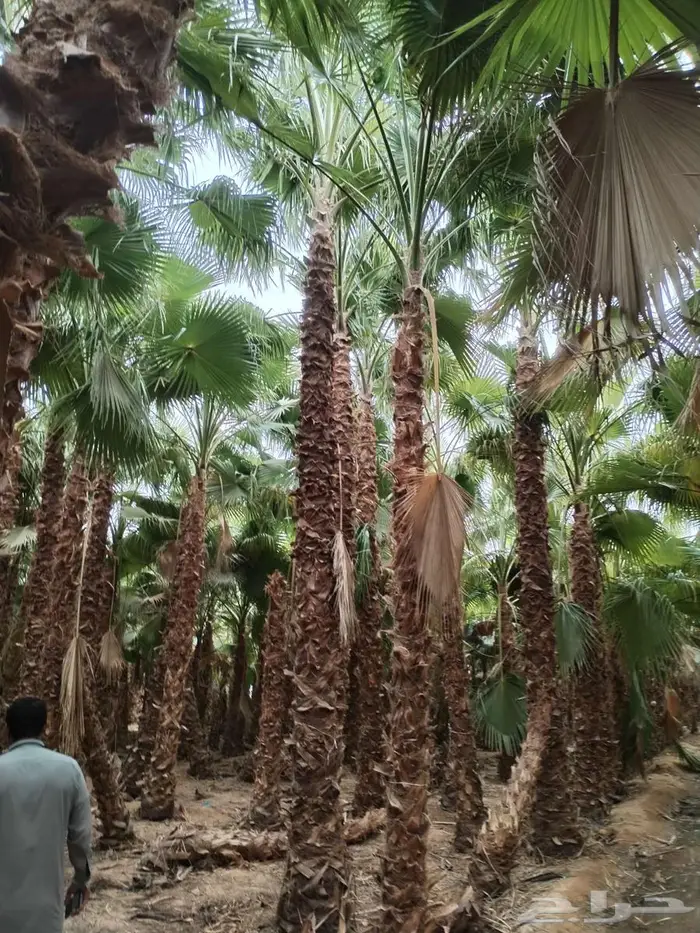 نخل واشنطني 2