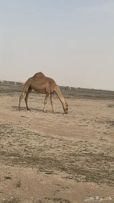 السلام عليكم ناقه معشر كفو شعلا رباع سنها 1