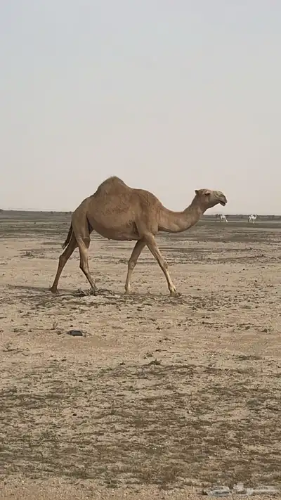 السلام عليكم ناقه معشر كفو شعلا رباع سنها 2