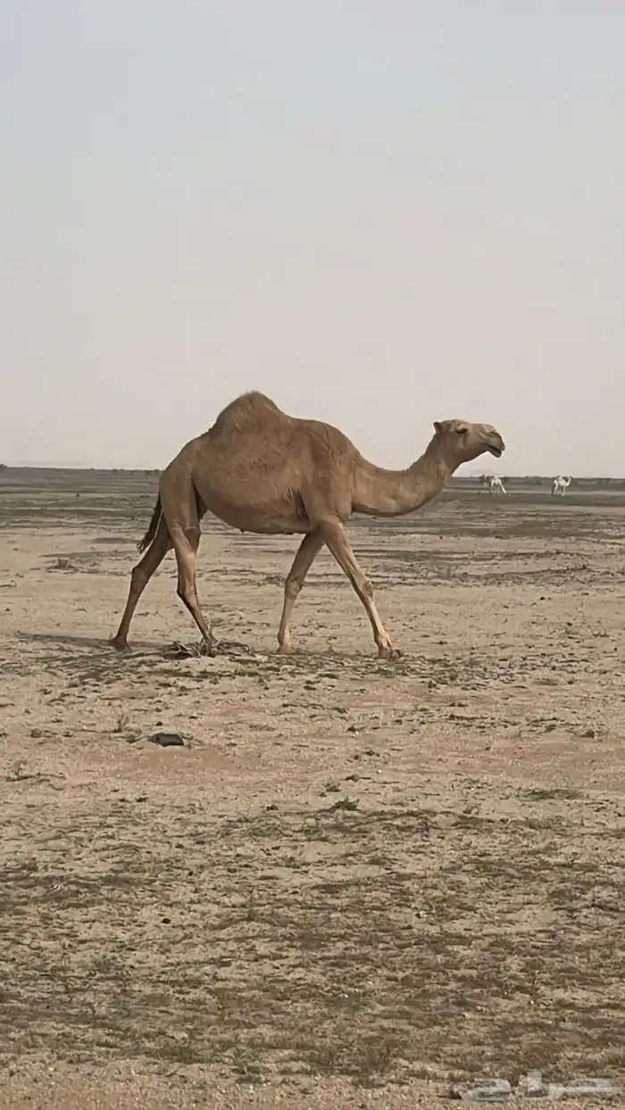 السلام عليكم ناقه معشر كفو شعلا رباع سنها 2